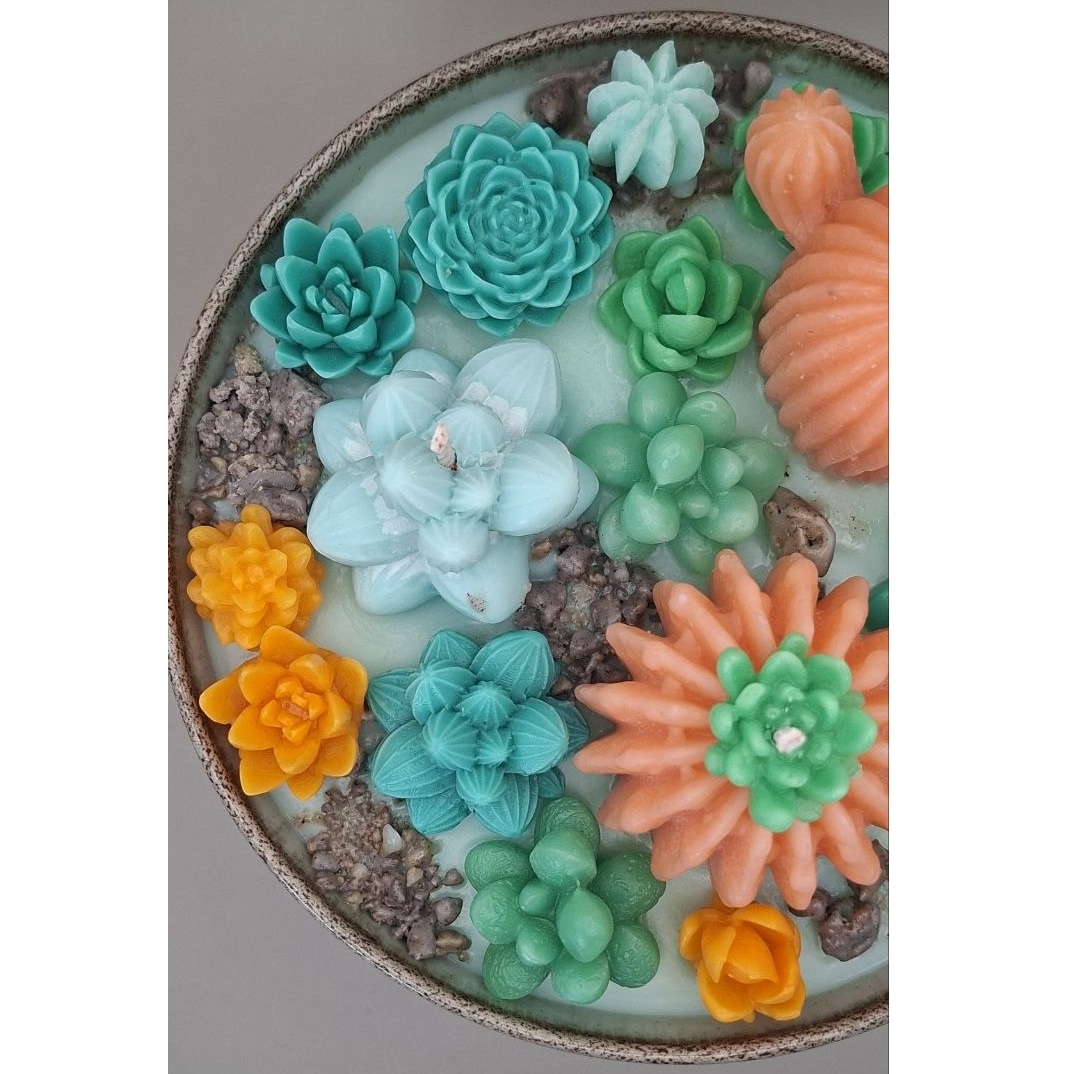 Succulent + cactus