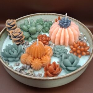 Succulents